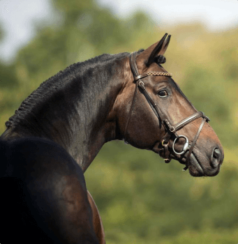 Etalon du Haras de Hus